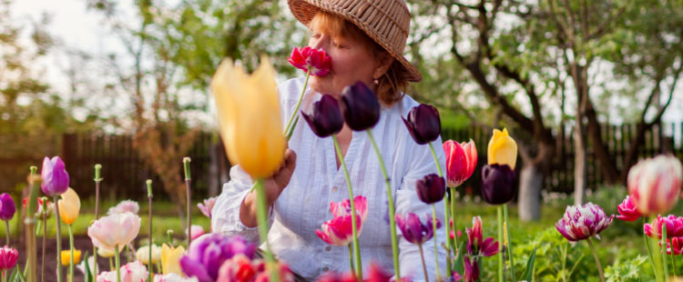 A senior woman sits in a field of tulips as she gardens.