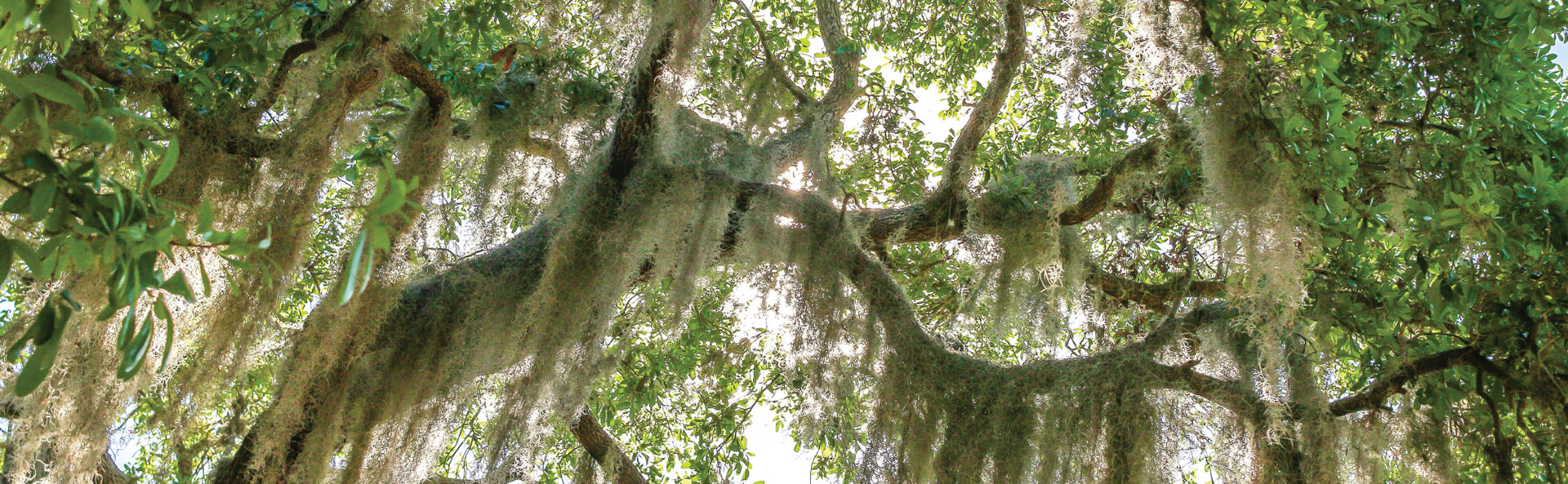 Spanish moss | Presbyterian Village Athens