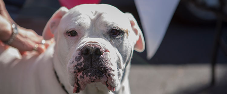 A picture of a dog in Georgia.